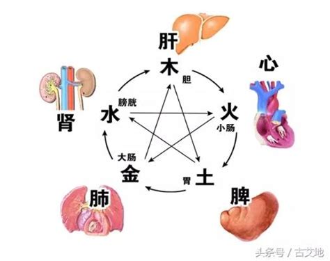 中醫裡面，土是屬於哪一個人的臟腑|臟腑